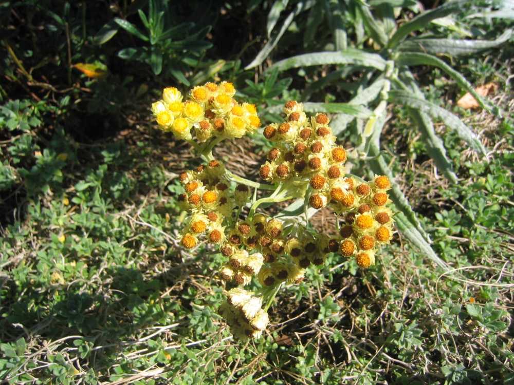 Helichrysum thianshanicum 'Schwefellicht' (Strohblume)